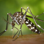 Alerta por el Dengue en Santa Fe