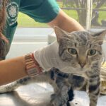 Salud Animal rescató un​ gato herido y busca una familia para siempre