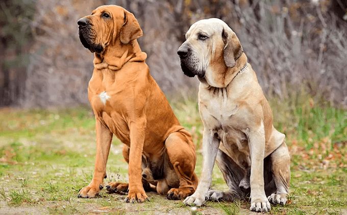 Abandonaron a dos perros en Funes Norte: Multa por omisión de custodia