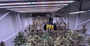 Desarticularon un vivero indoor en Rosario: secuestraron más de 200 plantas, cogollos y dólares images
