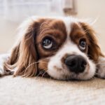 Día del Animal en Argentina: un cachorro simboliza el amor por las mascotas