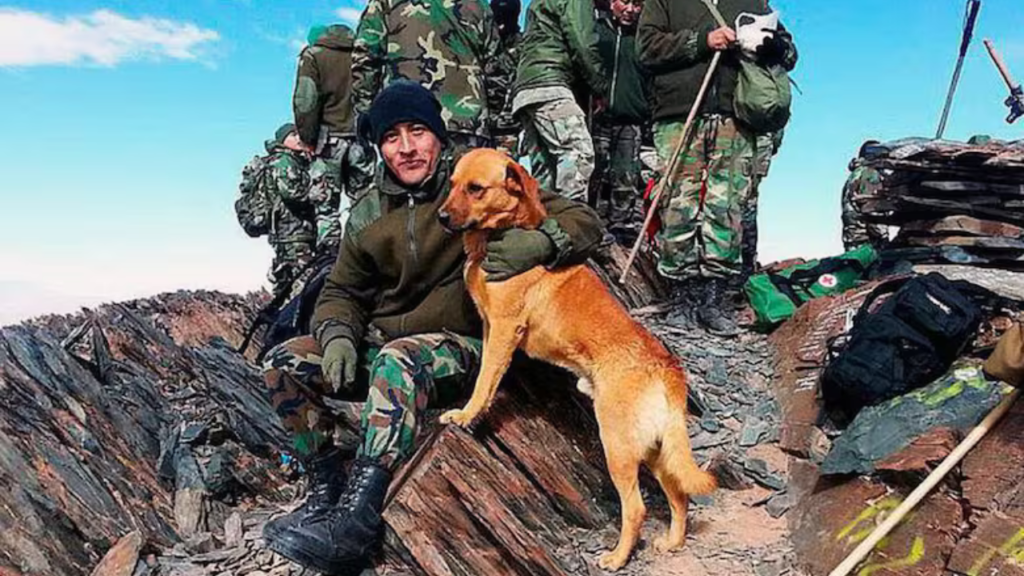 Tom perro héroe Malvinas - perro táctico en las trincheras de las Islas Malvinas