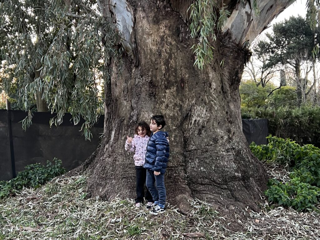 Dos chicos junto al tronco del árbol más grande de la región, un eucalipto histórico en Roldán