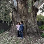 Dos chicos junto al tronco del árbol más grande de la región, un eucalipto histórico en Roldán