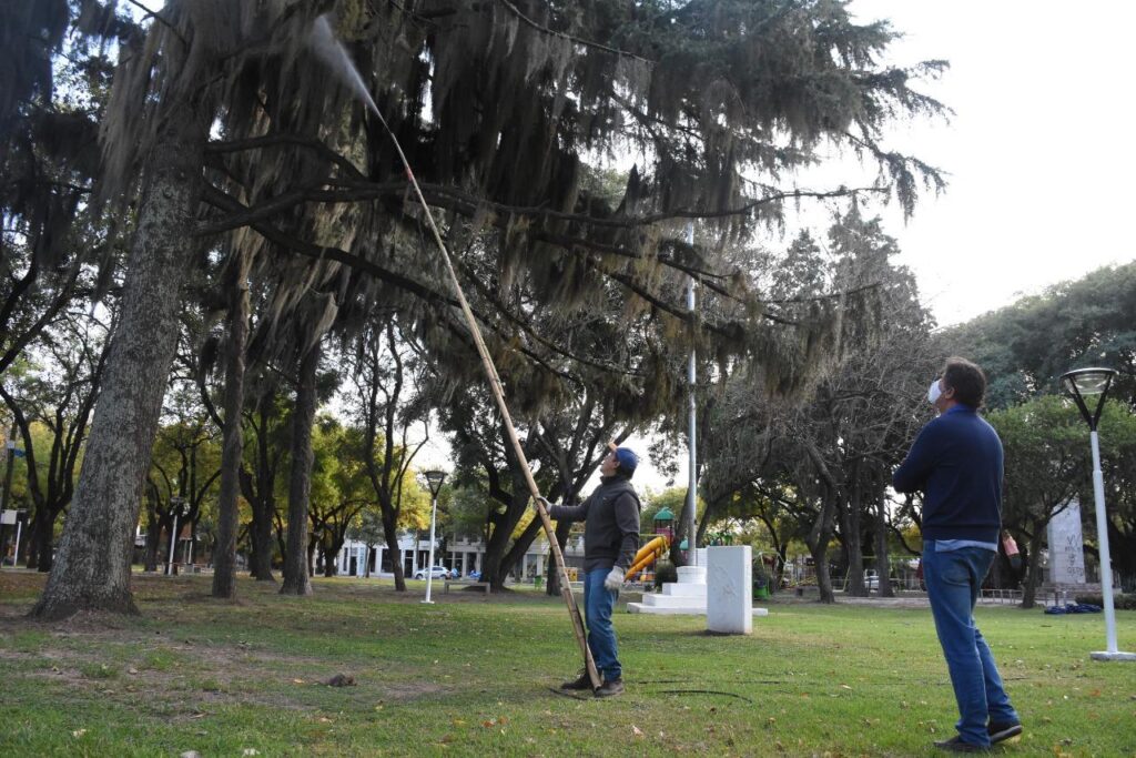 Comenzó la recuperación del arbolado público