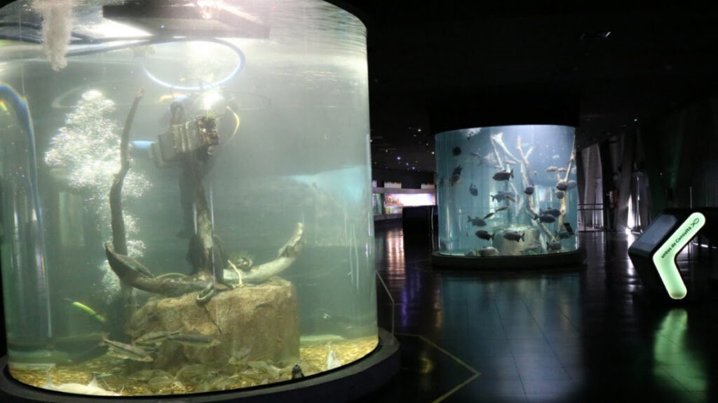 Continúan las tareas de mantenimiento e investigación en el Acuario del Río Paraná