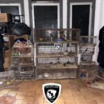 Decomiso en Pérez: la Brigada Ecológica de la URII rescató 53 aves silvestres en una vivienda Decomiso de aves en Pérez: la Brigada Ecológica de la URII rescató 53 ejemplares silvestres