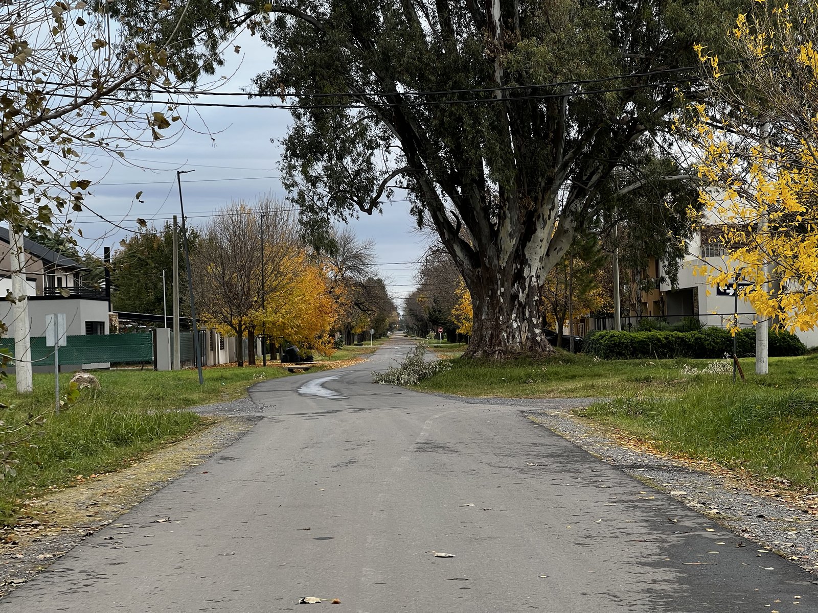 Eucalipto monumental de Funes sobre la línea de calle, junto a la cuneta