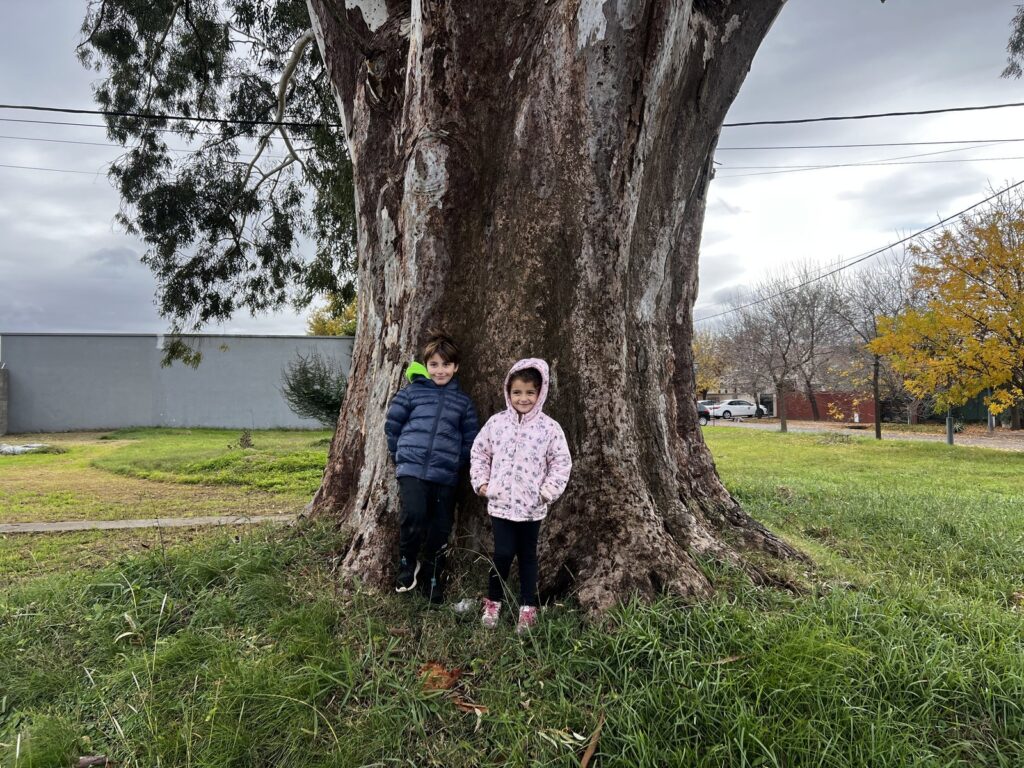 Eucalipto monumental en Funes, posible árbol más ancho de Santa Fe, con dos niños junto al tronco como escala