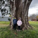 Eucalipto monumental en Funes, posible árbol más ancho de Santa Fe, con dos niños junto al tronco como escala