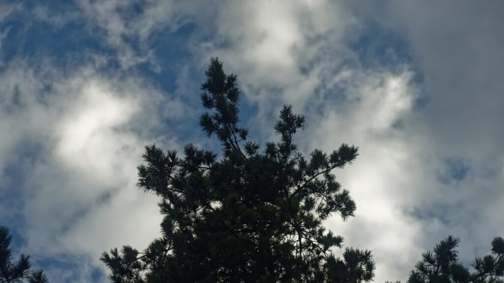 Clima en Funes: árbol y cielo con nubes en una jornada fría