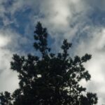 Clima en Funes: árbol y cielo con nubes en una jornada fría