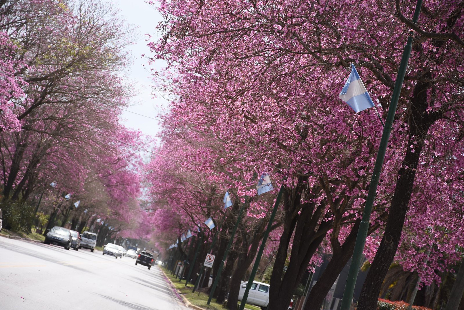 Calle de Funes con lapachos en flor y banderas argentinas en los postes