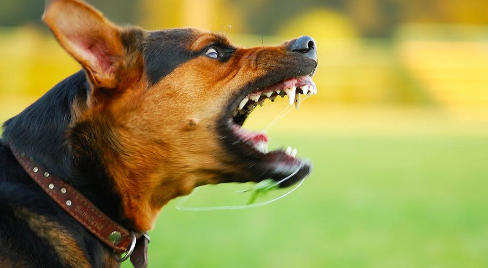 los perros ladran