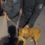 Rescataron un perro en mal estado en Rosario y detuvieron al dueño por maltrato animal Perro rescatado por la Brigada Ecológica en operativo por maltrato animal en Rosario