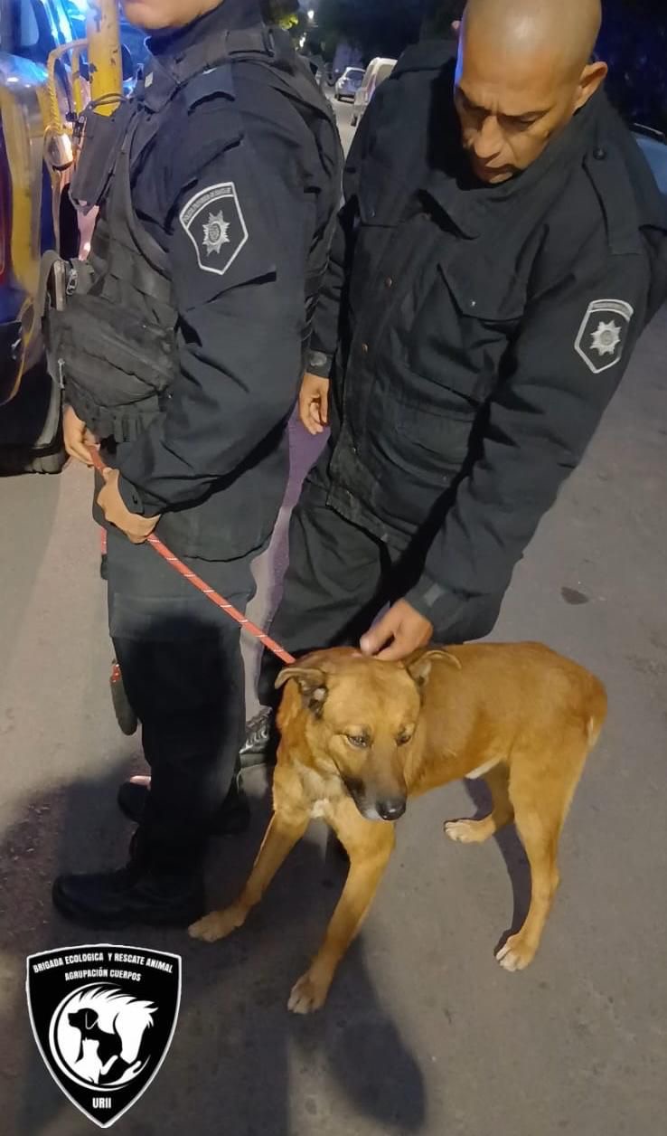 Perro rescatado por la Brigada Ecológica en operativo por maltrato animal en Rosario