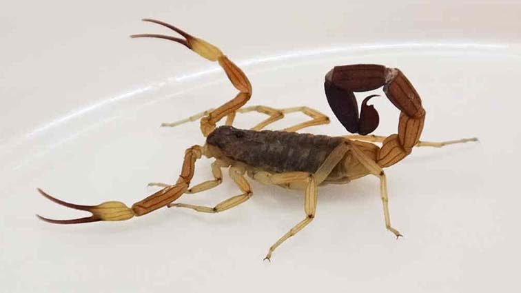 Recomendaciones ante la aparición de alacranes