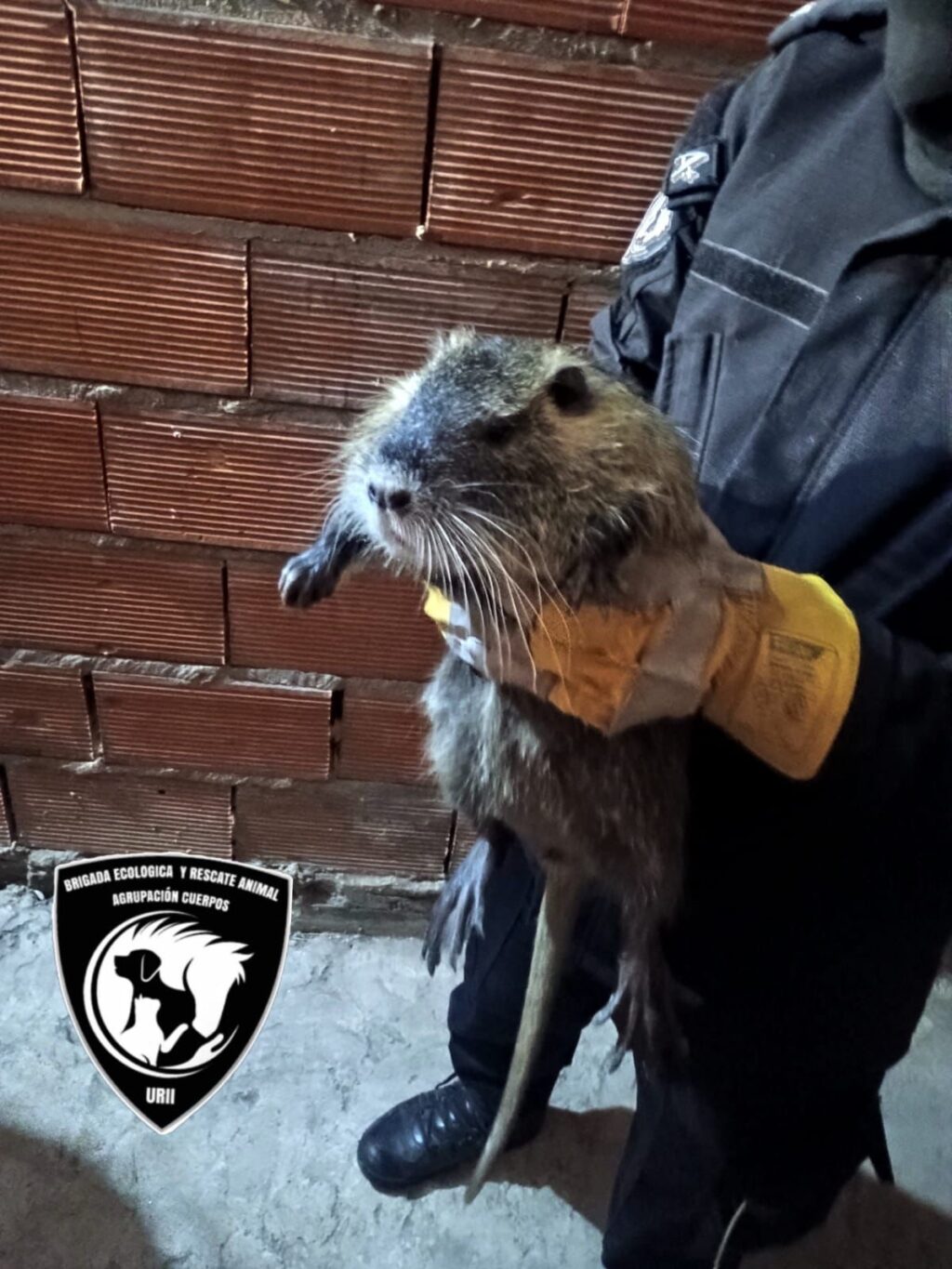 Rescate de una nutria en Rosario por la Brigada Ecologica
