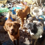 Perros rescatados en Rosario tras intervención de Bienestar Animal