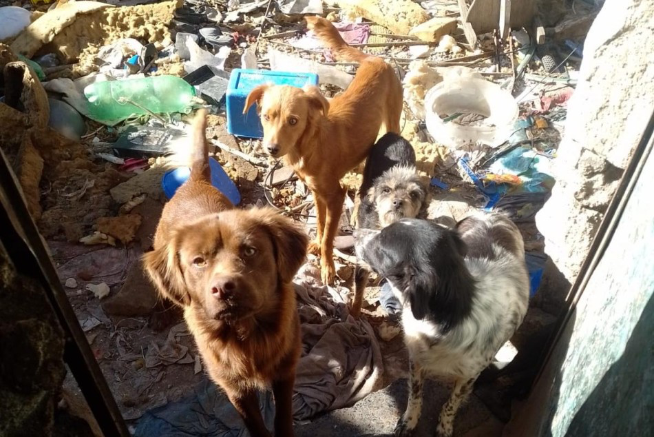 Perros rescatados en Rosario tras intervención de Bienestar Animal