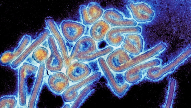 Un nuevo virus similar al Ébola enciende la alerta en Bolivia
