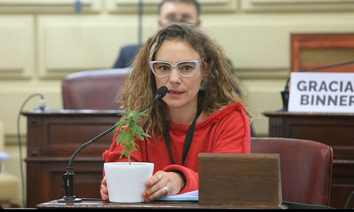 Una planta de cannabis en la Cámara de Diputados de la Provincia.