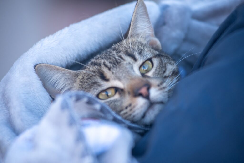 Gato en castración masiva en Timbúes, frente a la Plaza del Carmen