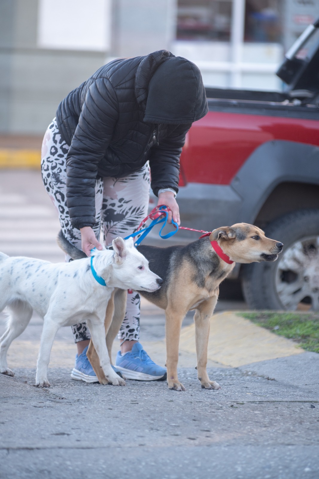Perros en la jornada de castración masiva en Timbúes barrio Centro