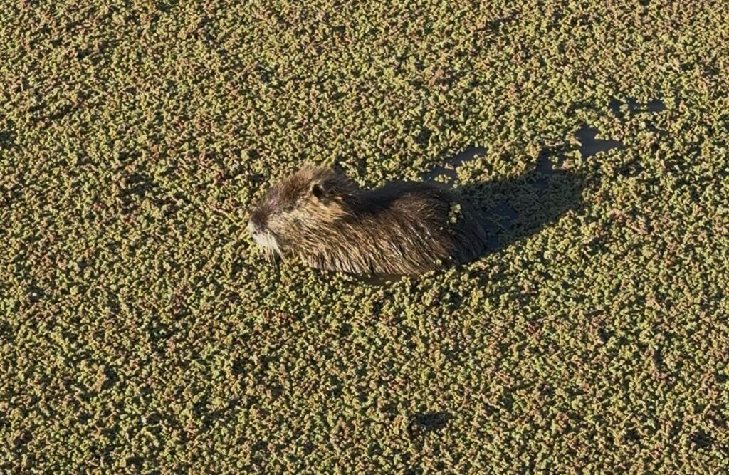 Coipo en Funes descansando sobre la vegetacion de una laguna de Kentucky Club de Campo