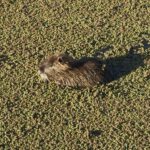 El vecino más tranquilo de Messi: un coipo apareció en una laguna de Kentucky