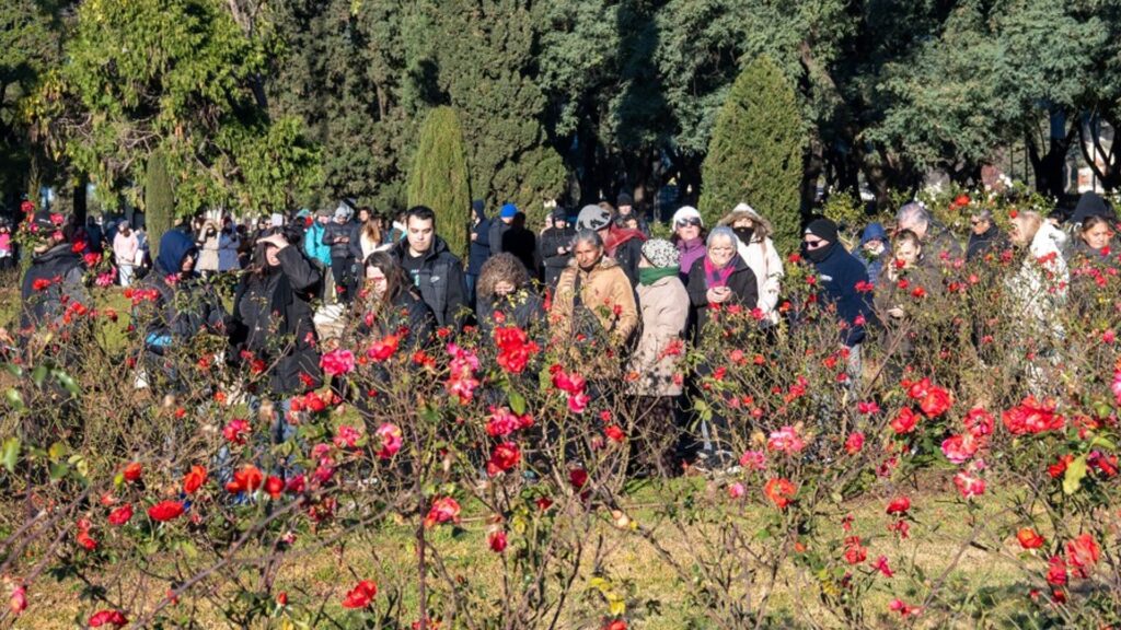 Esquejes de rosas: gran convocatoria en el Rosedal del Parque de la Independencia