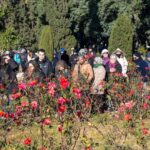 Esquejes de rosas: furor por la entrega gratuita en el Parque de la Independencia
