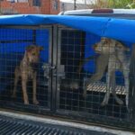 maltrato-animal-rosario