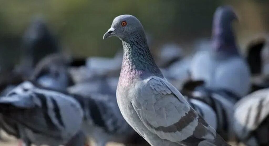Palomas en Rosario