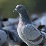 Palomas en Rosario