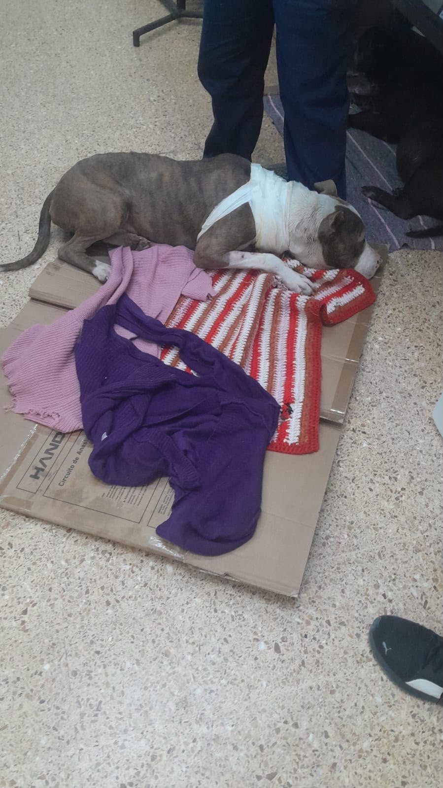 El perro, asistido y con una venda en el cuello tras el rescate