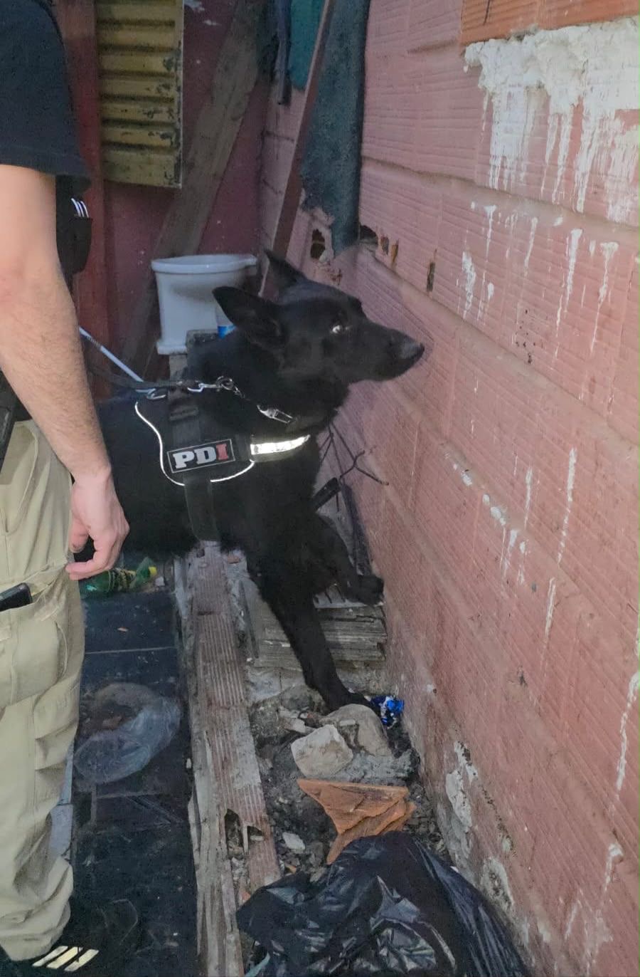 Perro K9 con arnés PDI durante el operativo delivery Fisherton
