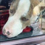Aprehendieron a un hombre por maltrato animal en Rosario tras el rescate de su perro