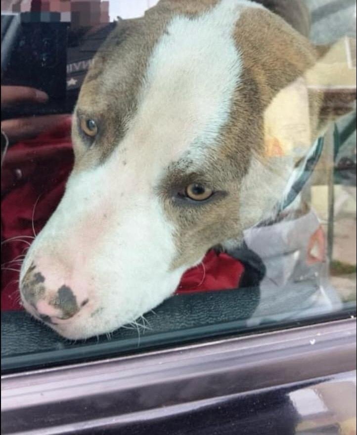 El perro rescatado en el procedimiento por maltrato animal en Rosario