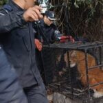 Rescataron un aguará guazú, una especie amenazada, en Puerto General San Martín