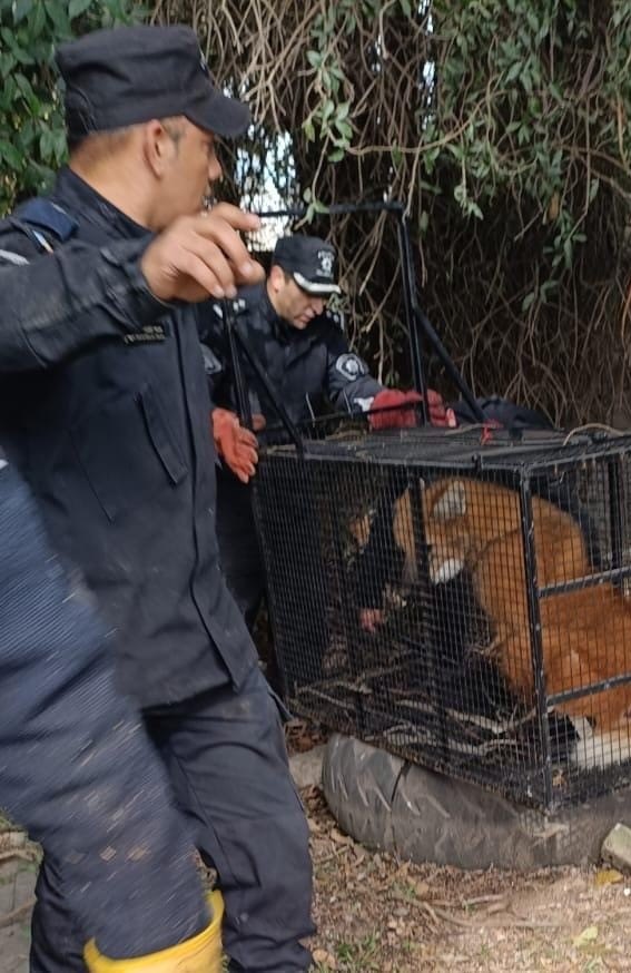 Efectivos de la Brigada Ecológica de Rescate Animal junto al aguará guazú dentro de la jaula, en Puerto General San Martín