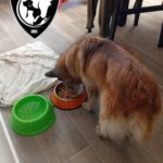 Rescataron a un perro que había quedado con la cabeza atascada en un balcón, en Rosario