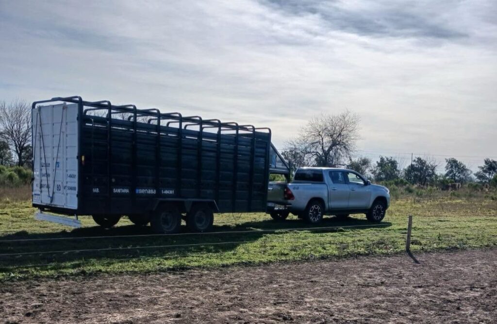 Camión jaula de Senasa durante el operativo de despoblamiento del criadero de cerdos en Ibarlucea
