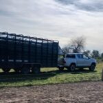 Triquinosis en Ibarlucea: intervinieron un criadero de cerdos y retiraron a todos los animales Camión jaula de Senasa durante el operativo de despoblamiento del criadero de cerdos en Ibarlucea