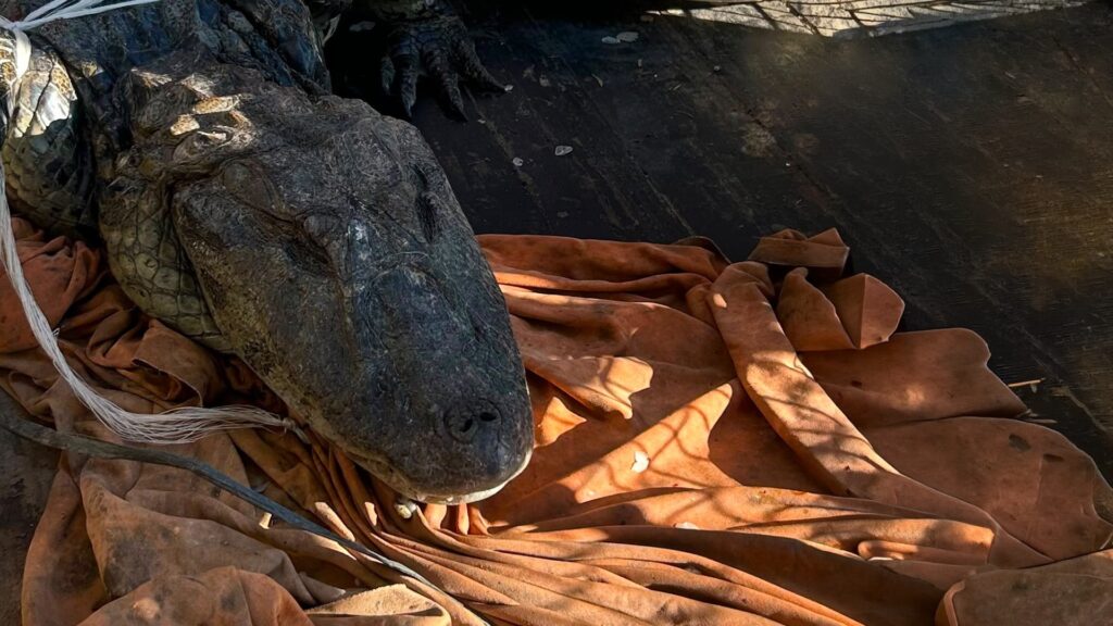 Yacaré negro de dos metros rescatado en Villa Gobernador Gálvez
