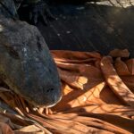 Yacaré negro de dos metros rescatado en Villa Gobernador Gálvez